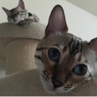 Kerryann Cope (@kerryanncope) 's Twitter Profile Photo