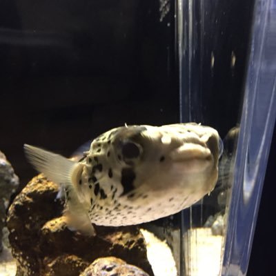 les_yeuxmarrons's profile picture. あいらびゅう