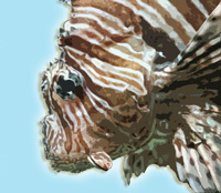 Non-native Indo-Pacific lionfish have no predators in the Atlantic and are wreaking havoc on our reefs by preying on important, native species.