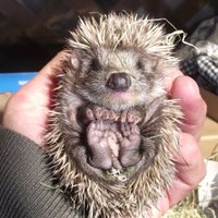 ANIMA (@animawild) 's Twitter Profile