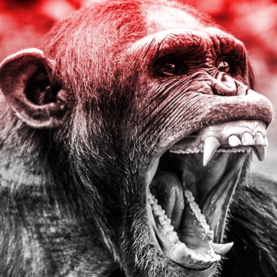 라 페티테 모르트 | 침팬지 | 붉고 긴 도끼!