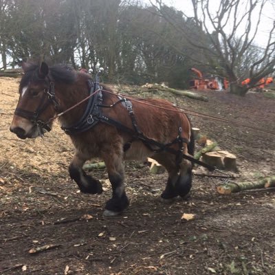 family run tree surgery business. horse drawn timber extraction, tree reductions, felling, woodland management, hedge cutting and all aspects of tree work