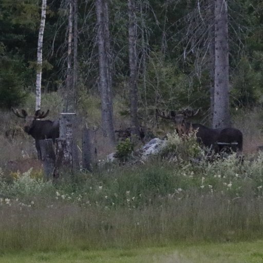 Rembane's profile picture. A fool. Software engineer for a living. He/Him. They/Them.