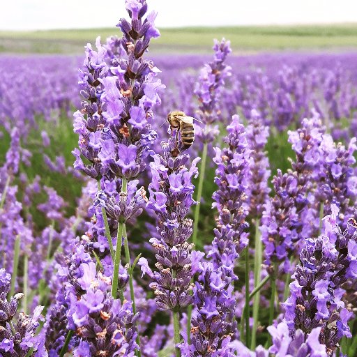 Hitchin Lavender