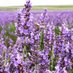 Hitchin Lavender (@hitchinlavender) Twitter profile photo Hitchin Lavender (@hitchinlavender) Twitter profile photo