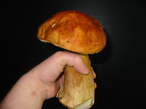 cheekeater's profile picture. I eat, I cook