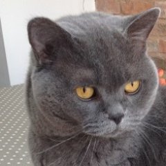 Racing scribe, Aston Villa and Somerset Cricket Club follower and cat lover.
