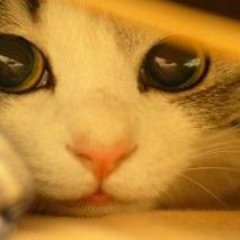 nyanko_nikki's profile picture. ネコ大好き(=^・^=)
ニャンともかわいい猫の画像を集めました♪良かったらフォロー・RTお願いします！