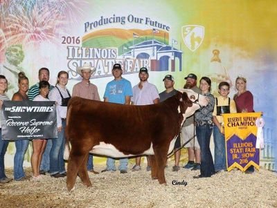 Collins Family Show Cattle