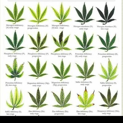 canna_consult's profile picture. All things cannabis. Our passion is spreading knowledge. Don't be afraid to ask ?'s that is why we started this. All content is original