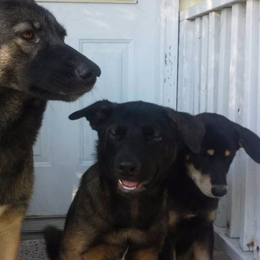 puppers_'s profile picture. 