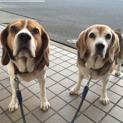 85pufrqlkU9lDpF's profile picture. 右が母のラム13歳、左が先日10歳で🌈を渡った息子のわんぱくチョッパです。