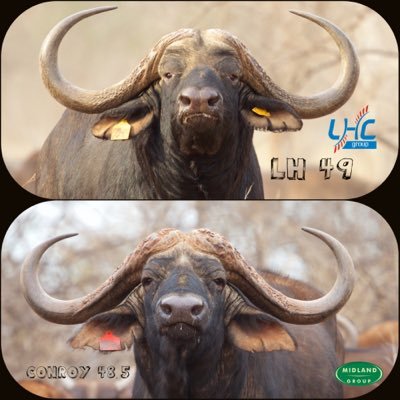 LHCGroup and MidlandMeat aims to feed beef & sheep and harvest agricultural products of excellence. Gamebreeding,Buffalobreeder,Hunting,Fishing #Stopfarmmurders