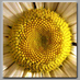 Sunflower Farm (@sunflowerfarm) Twitter profile photo Sunflower Farm (@sunflowerfarm) Twitter profile photo