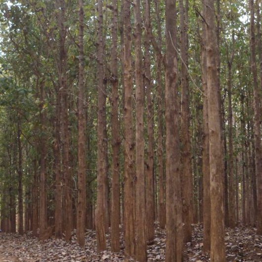 sodefor_adzope's profile picture. 