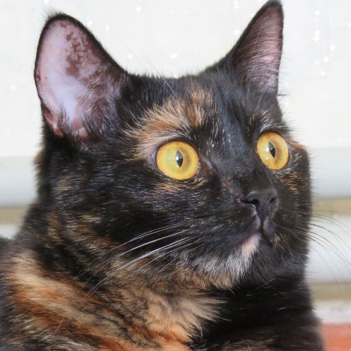 sima_thecat's profile picture. ONE CAT - MANY FACES. 
Yep! That's Sima and her lifestyle :)