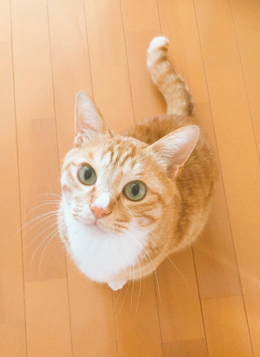 osumigaki's profile picture. 