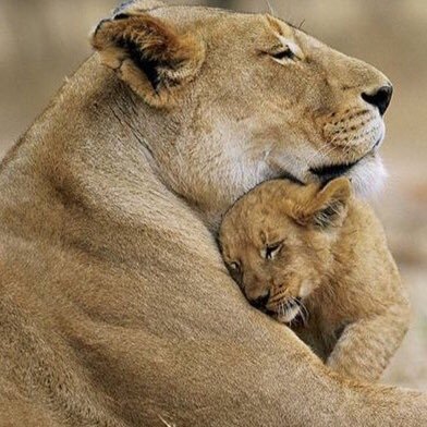 Mom. Business owner. People lover. Animal lover. World traveler.