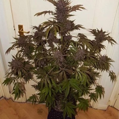 Maconha vai ser legalizada 🙏🏻😍