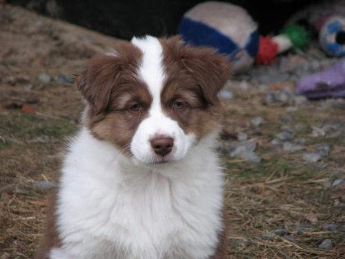 dog lover, runner, Suffolk U. graduate 2007, eco-friendly, fashionista, Starbucks fan, aspiring business owner, love to cook