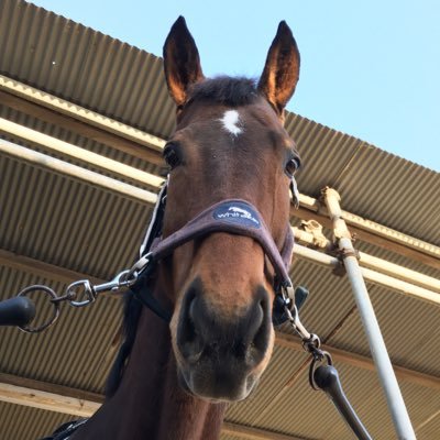 乗馬ファッション通信の公式アカウントです。馬好きの皆さんに向けて 乗馬ファッション、馬モチーフのアイテムなど 色々と発信していきます 🐴⭐️