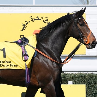 Official Twitter account of Dubai Duty Free Racing. Sponsors of the Shergar Cup, Irish Derby, Spring Trials & International Weekend