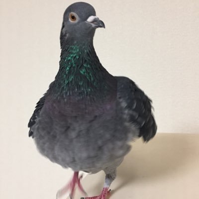 土鳩のポポロウ9歳です。愛するコバトは2020.4.24に虹の橋を渡りました。無言フォローする事があります。小心者なのでお許し下さい(/ω＼)