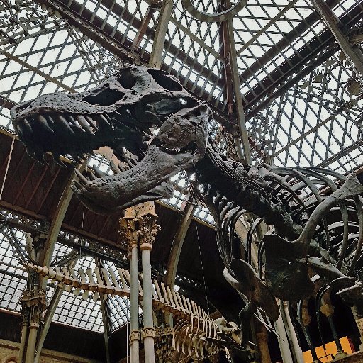 Tetrapod morphology, phylogeny, macroevolution & palaeobiology. At @OxUniEarthSci, profile pics from @morethanadodo, tweets mostly from Roger Benson