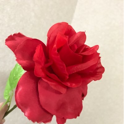 AbSatoko's profile picture. チェンバロ奏者です 。美しいもの、楽しいこと、おいしいものが大好き💕