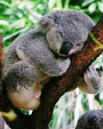 justin__kim2's profile picture. hi i am peter and new to twitter! follow me