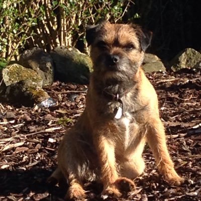 Dad of 2. Husband. Following the oval ball at Scotstoun. Border Terrier in tow.