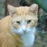 Bonita Community Cat(@bonitakittyfix1) 's Twitter Profile Photo