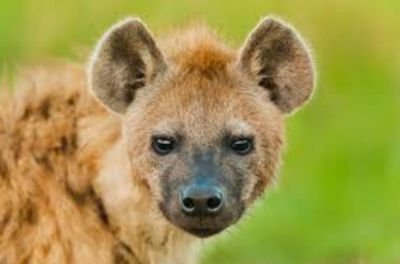 mafisi_zone's profile picture. Explicit Content 
Nudes ||  Exposee  ||  Trolls