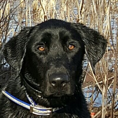 RyanPittingto's profile picture. God fearing husband with a wonderful wife and father of two that enjoys duck and deer hunting. A happy owner of a Bay Creek Kennel puppy