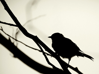 LifewithHeart's profile picture. 