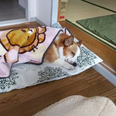 愛犬コーギー♂️蓮くん7歳12月20日 産まれと私ガン治療、脳浮腫。私自身人見知りで、会話が苦手🐶☺️先住の愛犬コーギーのダン君が12歳で虹の橋を渡りました。動物病院の誤診で亡くなりました😭蓮くん🐶の病気が完治されて、健康になりました。蓮が生きがいの私。無言フォロー😣💦すいません。宜しくお願いします。