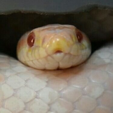 poteto5han's profile picture. へびの可愛さに気付いて下さい。へびの名前はごんべえです。ごんべえかわいい
