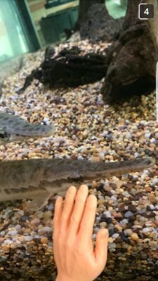 Just some fish in Padnos who like to swim backwards and sit on rocks sometimes.
*Collectively known as The Boys or Gentlemen*