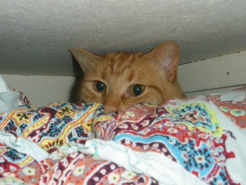 I want to be the face of a new Whiskas campaign but I need votes, please help me achieve my kitty dream.