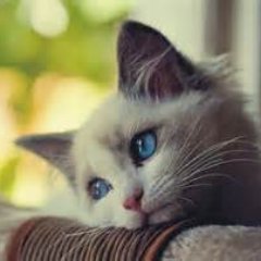 rehankhan199's profile picture. 