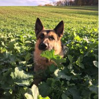 🌽🌾Vincent Dupoux Valette🌻🌱 (@sources_vincent) 's Twitter Profile