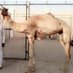 سوق الهجن (@a0987659) Twitter profile photo سوق الهجن (@a0987659) Twitter profile photo