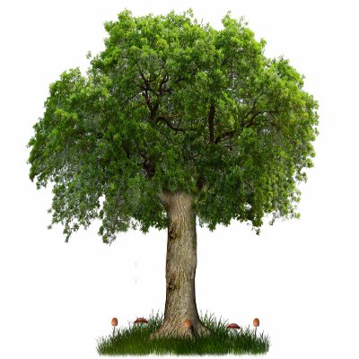 🌳🌳 #SheffieldTreeHour every Thursday 7pm - 8pm. Help #SaveSheffTrees 🌳🌳