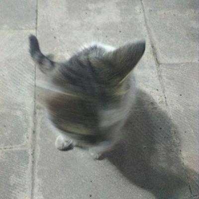 pis_dusunce's profile picture. 