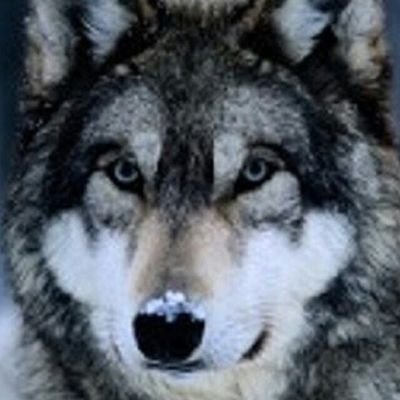 ALEISTER1796's profile picture. 