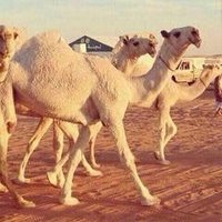 تمنيتك لي ورحت (@ary2dmjvpuk9uiu) Twitter profile photo