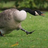 Geese at Highland (@hccgeese) 's Twitter Profile