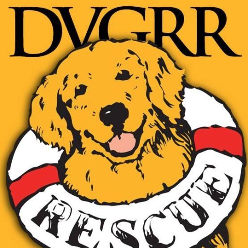 Delaware Valley Golden Retriever Rescue is dedicated to rescuing and rehoming Golden Retrievers, Labrador Retrievers and Doodles.