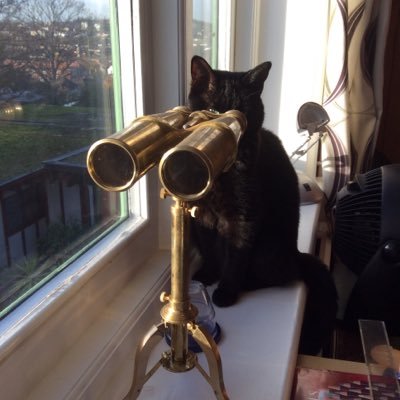 Keen observer and thinker - 8 lives remaining. Enjoy time to myself, fish, sleeping and remaining generally aloof.
