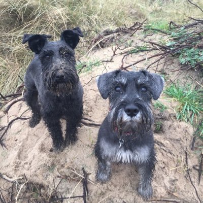 🇺🇦 Schnauzer father, Marmite loving Ducatisti. A normal man, an innocent man.